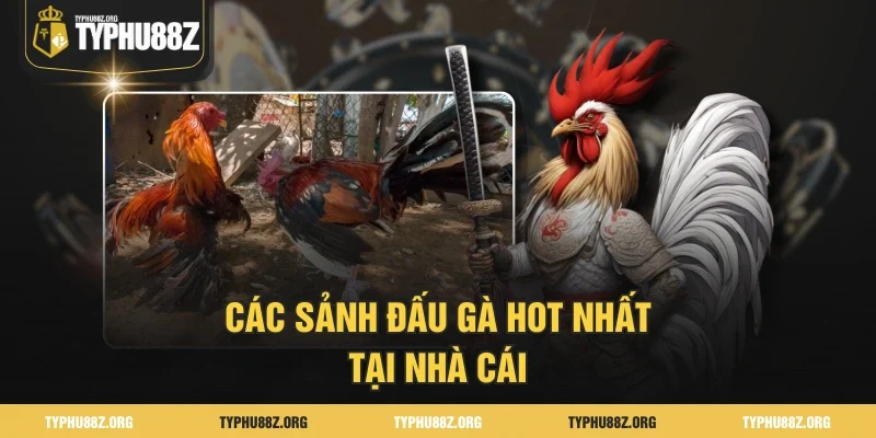 Các sảnh đấu gà hot nhất tại nhà cái