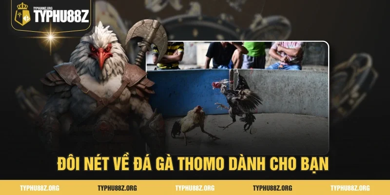 Đôi nét về Đá gà Thomo dành cho bạn