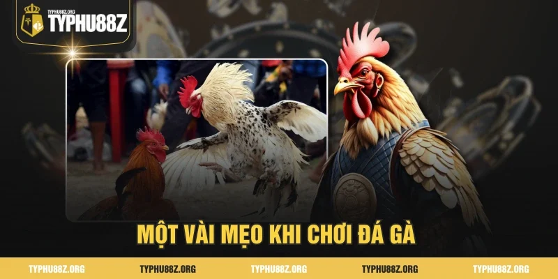 Một vài mẹo khi chơi đá gà