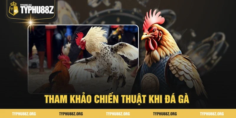 Tham khảo kinh nghiệm khi đá gà