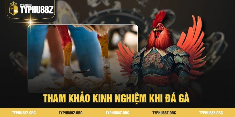 Tham khảo chiến thuật khi đá gà